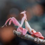 The Walking Flower Mantis