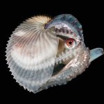 paper nautilus