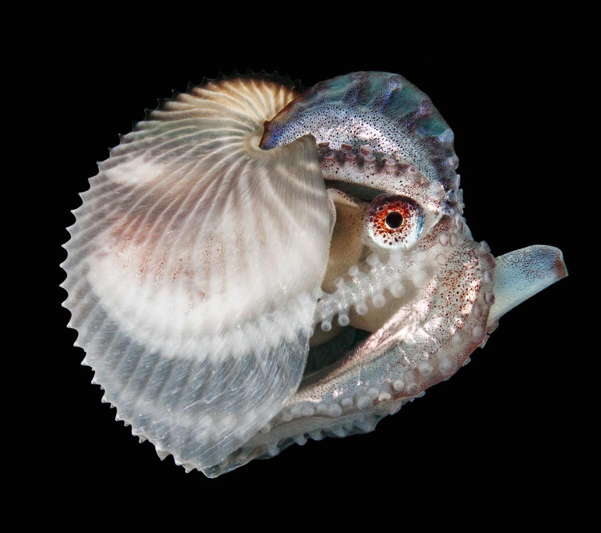 paper nautilus